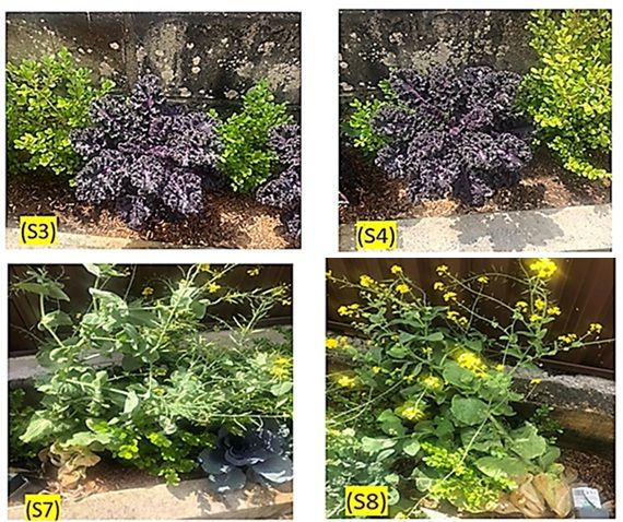 Figura 9. Apariencia visual de las plantas sin hidrogel a la izquierda y con hidrogel a la derecha. Fotografías tomadas el 16 de octubre de 2022.