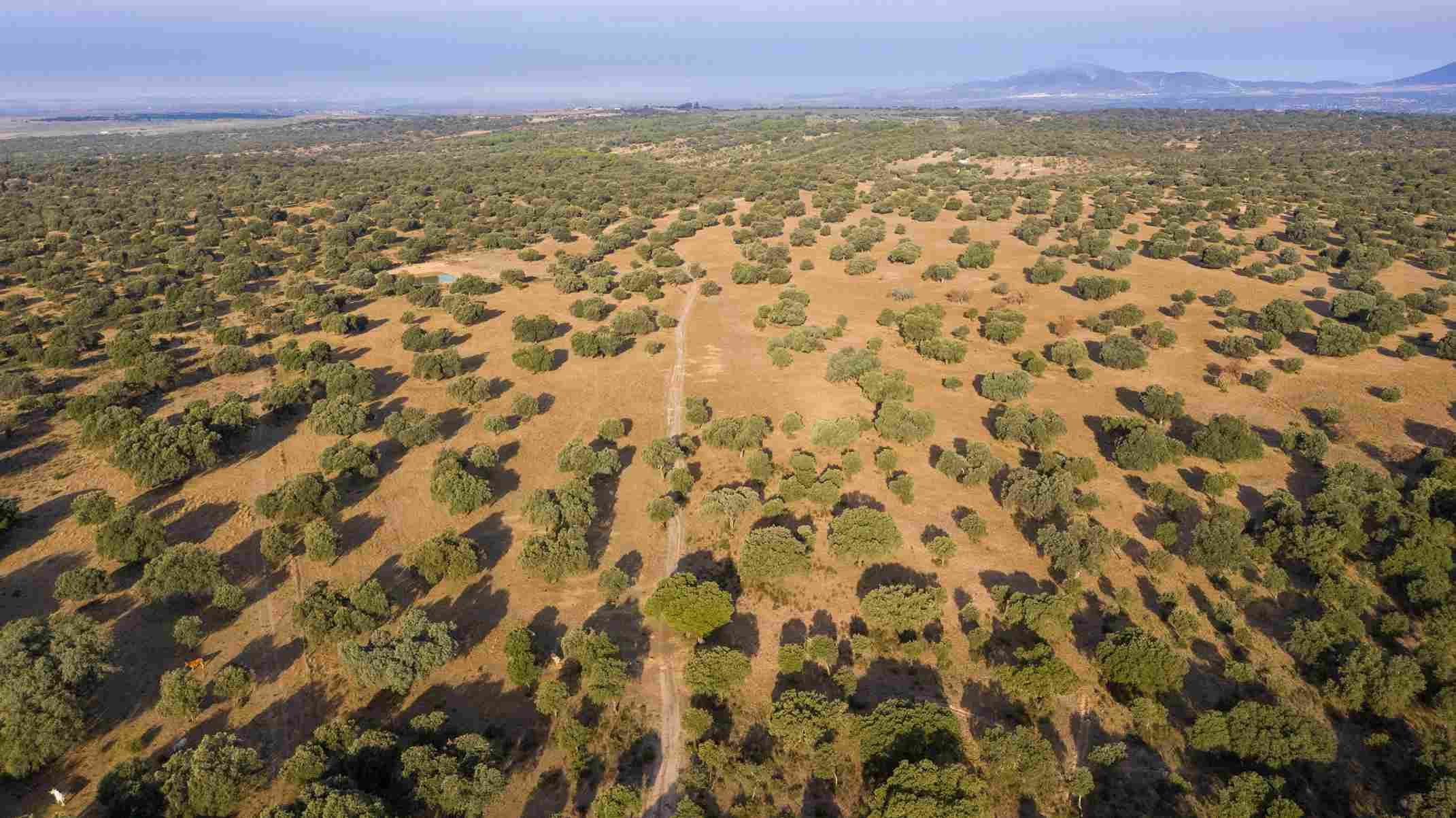 Finca el Baldío, ejemplo de sistema ganadero de alto valor natural. Autor: Bruno Durán