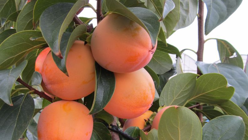 Foto 1 caqui rojo brillanteda