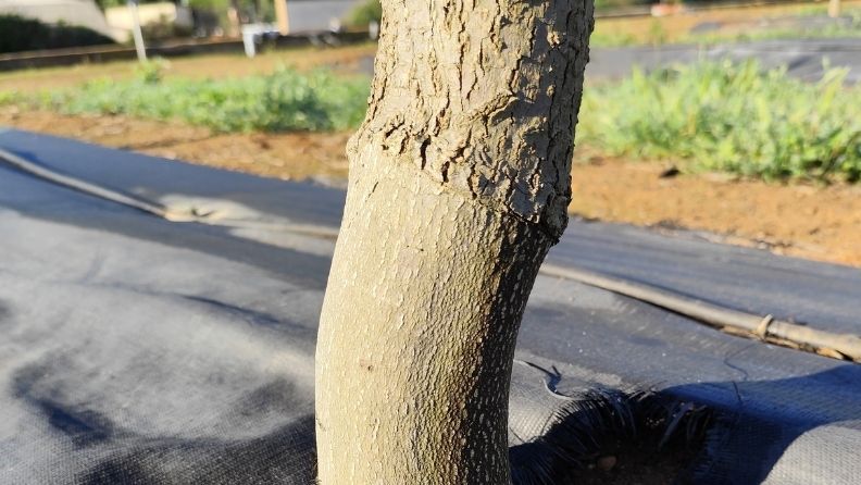 Corte en el tronco de un árbol joven.