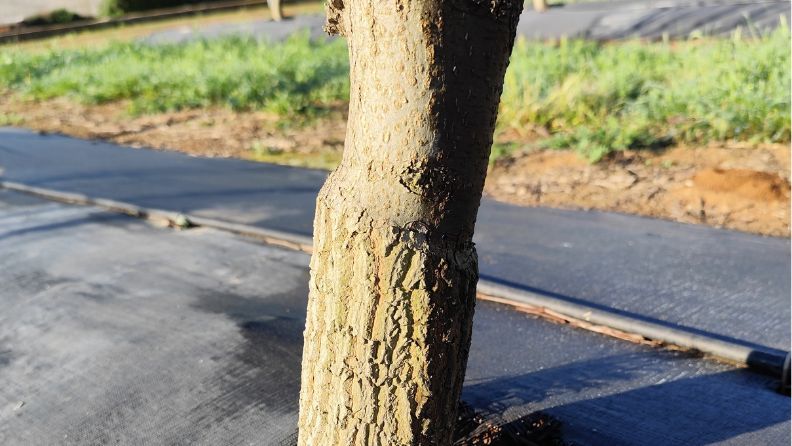 Tronco de árbol en primer plano con suelo cubierto de película negra de fondo.