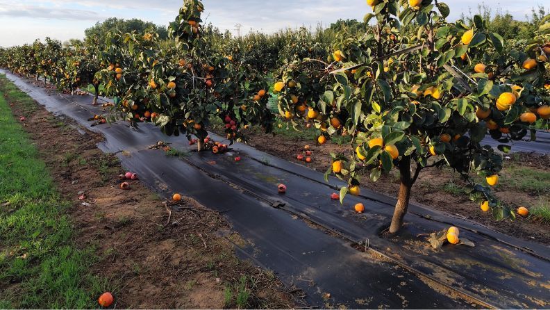 Campo de frutales con frutas maduras y pavimento oscuro.