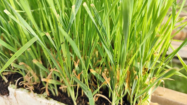 Foto 6. Plantas banker (trigo) en bandejas, inoculadas con pulgón Rhopalosiphum padi.