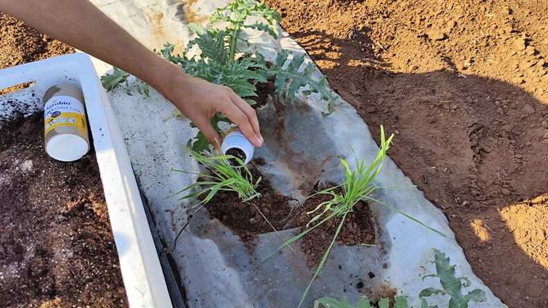 Inoculación de las plantas banker con depredadores y parasitoides.