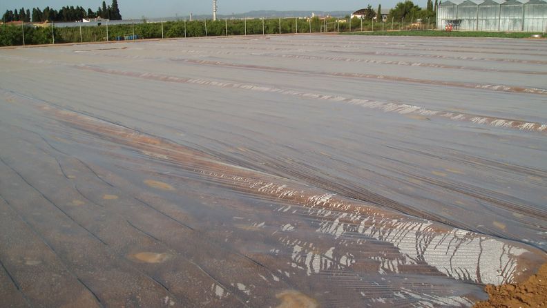 Campo de cultivo cubierto con plástico, al fondo invernadero con casas y árboles.