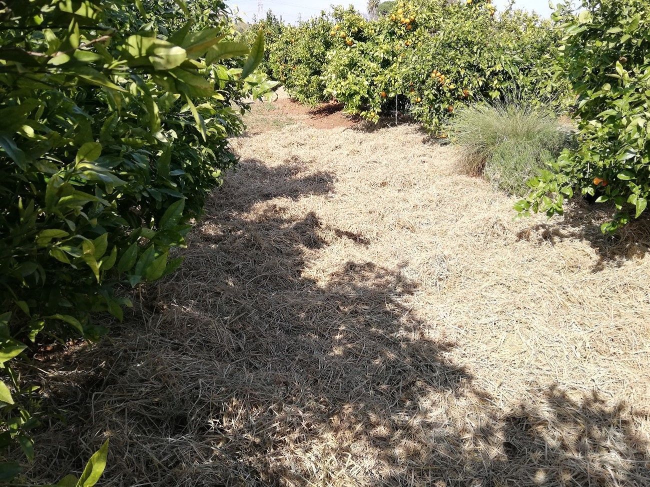 DSS-MULCH CO2. Sistema de ayuda a la decisión para la mejora de la fertilidad y la capacidad de secuestro de carbono de los suelos agrícolas de la Comunidad Valenciana mediante mulching de paja de arroz