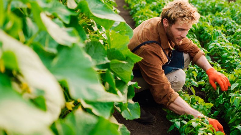 Joven agricultor trabajando en una plantación de vegetales