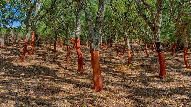 Bosque mediterráneo de Alcornoques en el sur de España, Andalucía