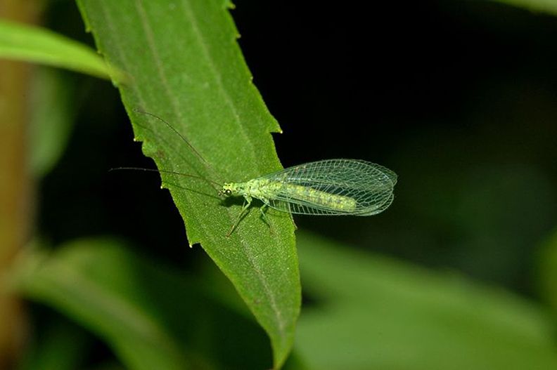 Control Biológico, imagen de un insecto sobre hoja verde