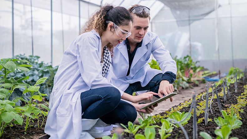 Puesta en marcha de una pyme donde dos jóvenes ingenieros examinan la calidad de las plantas hortícolas