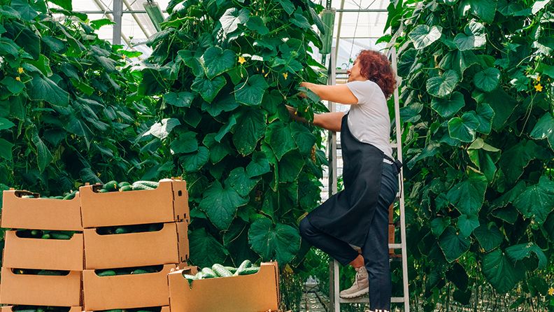 Mujer agricultura recolectando pepinos en un invernadero y colocándolo en cajas para su transporte