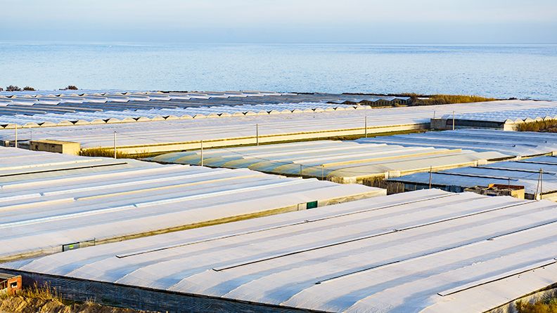 Conjunto de invernaderos de plástico en Almería con el mar al fondo