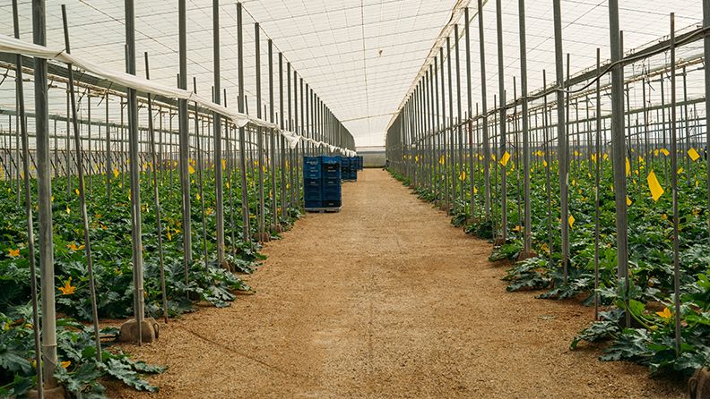 Cultivo de calabacín ecológico en un invernadero de Almería