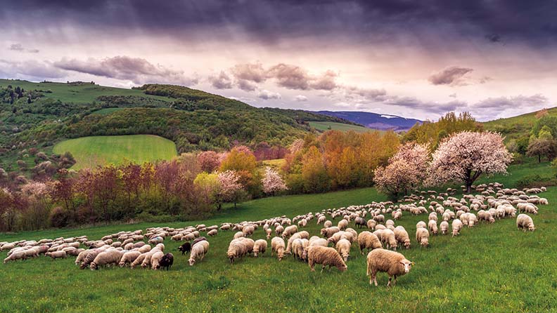 Rebaño de ovejas en una colina 