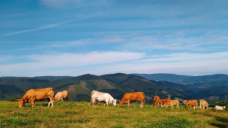 Vacas nodrizas en los puertos de montaña de Lugo en Galicia (España)