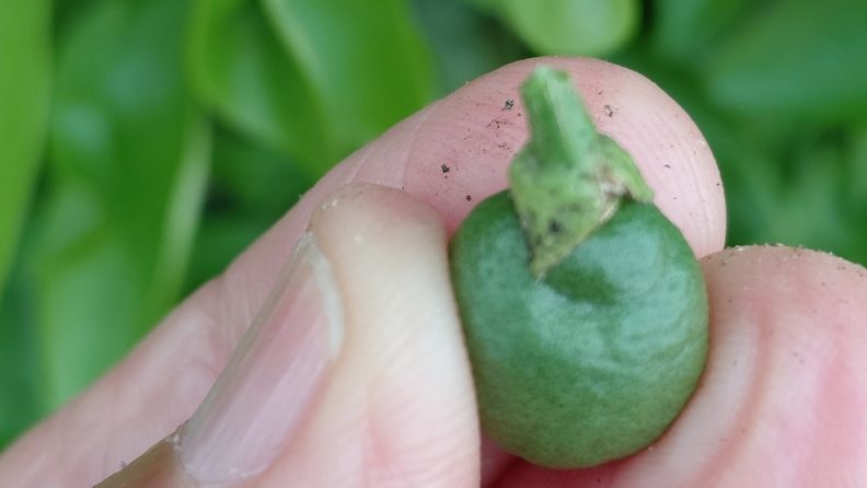 Fruto afectado paracoccus