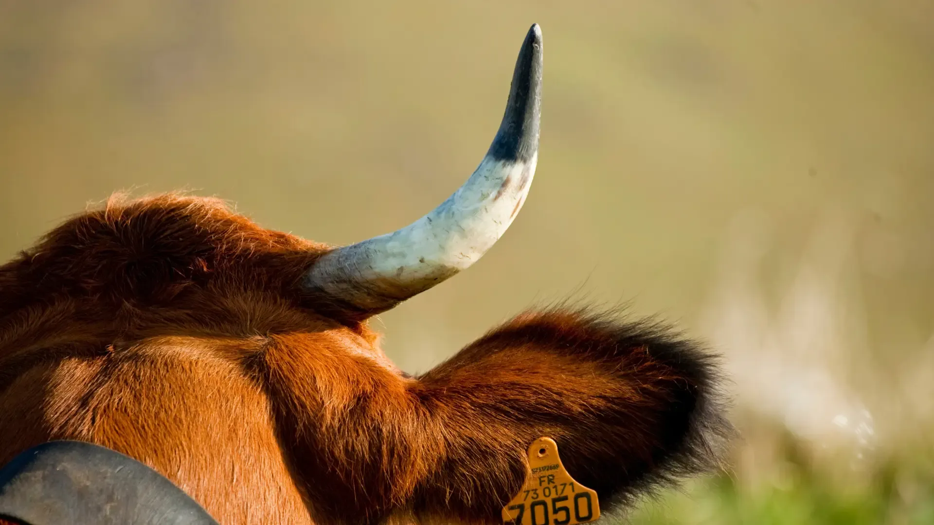 Primer plano trasero de una vaca en una explotación ganadera.