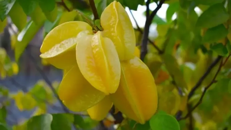 GO Exotika 1 de 12 Cultivo de carambola, fruta de la carambola en su árbol