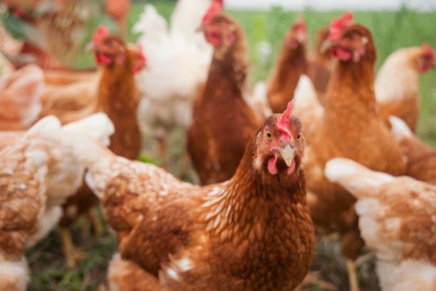 Gallinas en un corral mirando a cámara