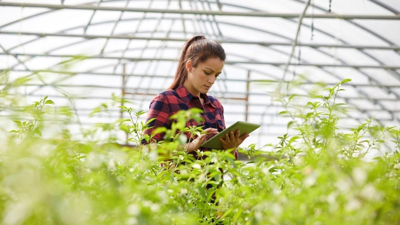 Mujer con una tablet analizando los cultivos con agricultura de precisión