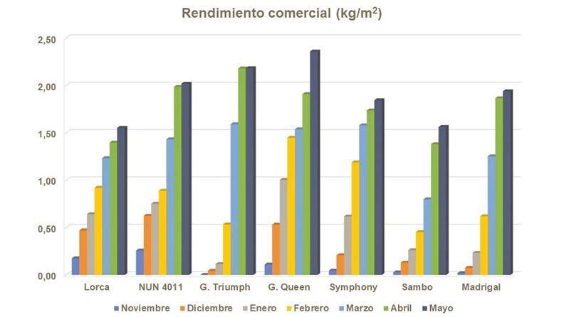 Gráfico 2.- Rendimiento comercial en cvs de alcachofa verdes.