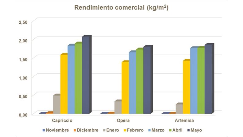 Gráfico 3.- Rendimiento comercial en cvs de alcachofa rojas.