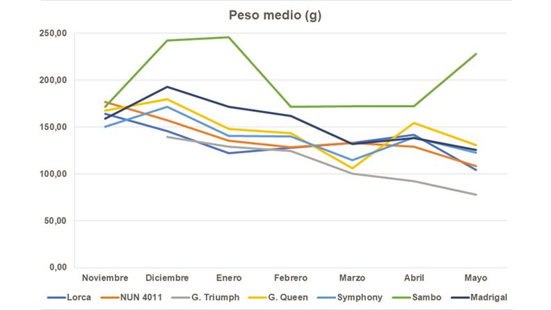 Gráfico 4.- Peso medio de los capítulos verdes.