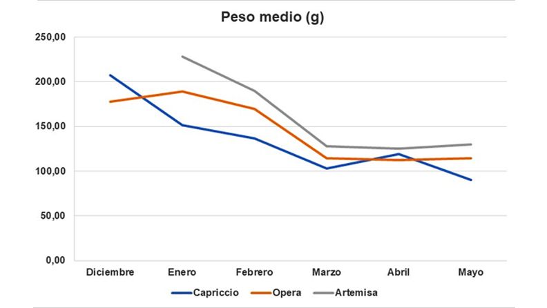 Gráfico 5. Peso medio de los capítulos violetas.