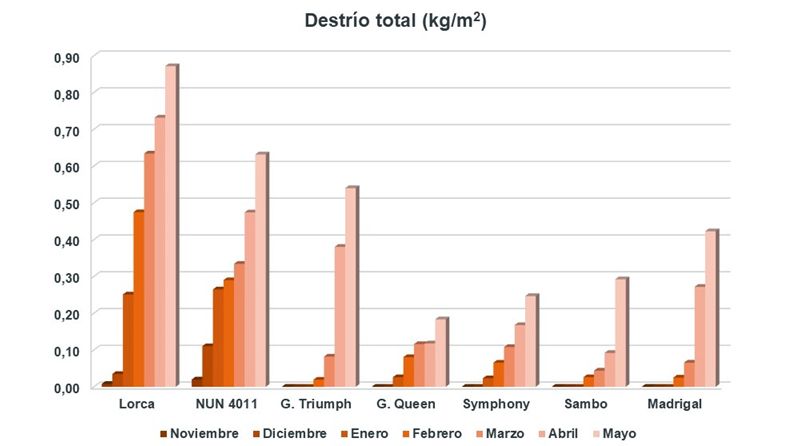 Gráfico 6. Destrío total acumulado por meses, en alcachofas con capítulos verdes.