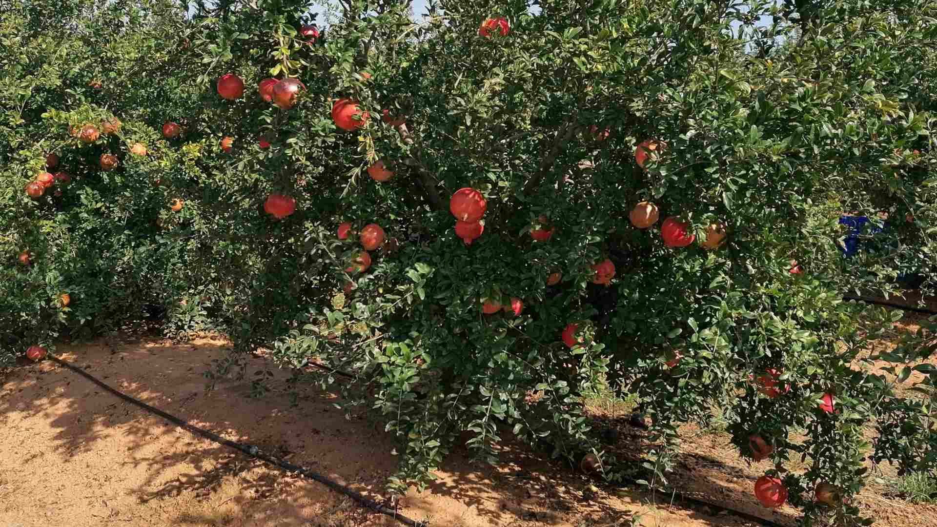 Cultivo de Granado