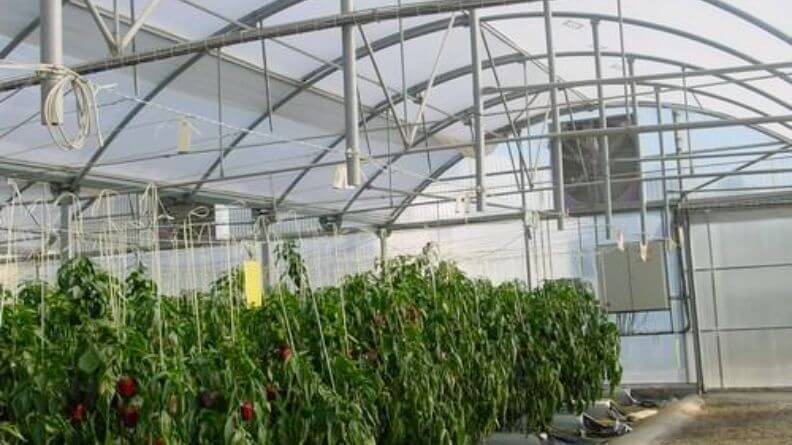 Greenhouse agriculture