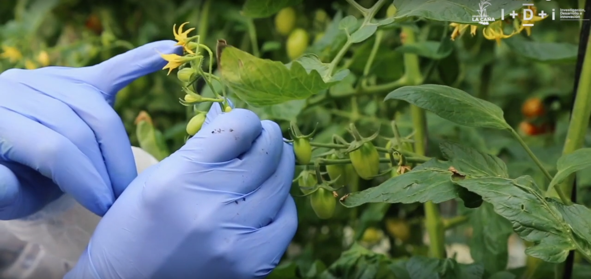 Investigador analizando una plantación, innovación agroalimentaria