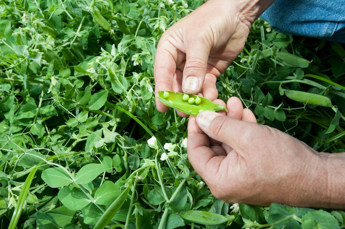 Agricultor abriendo una vaina de guisante