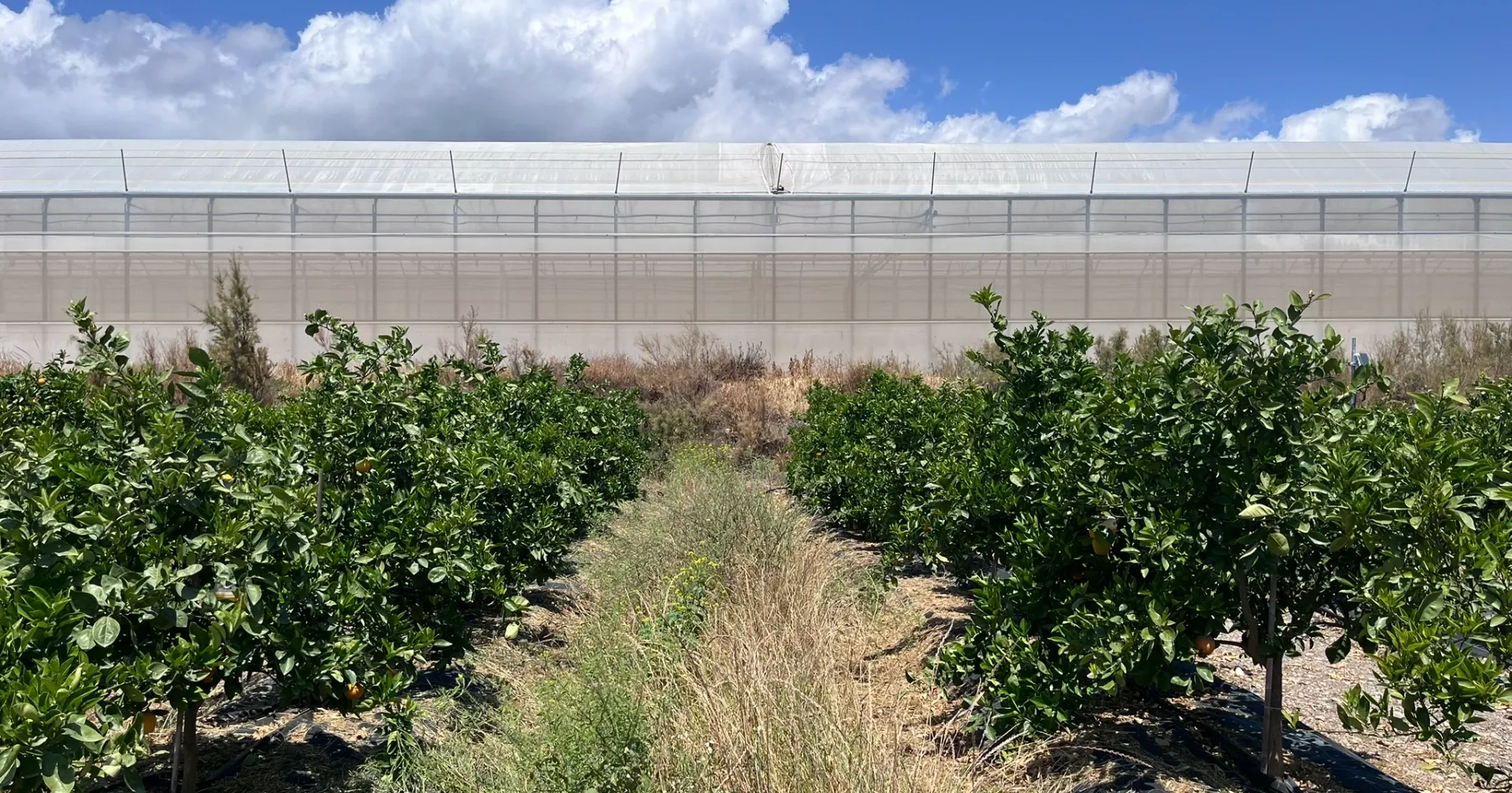 Un jardín con árboles y una estructura de plástico.