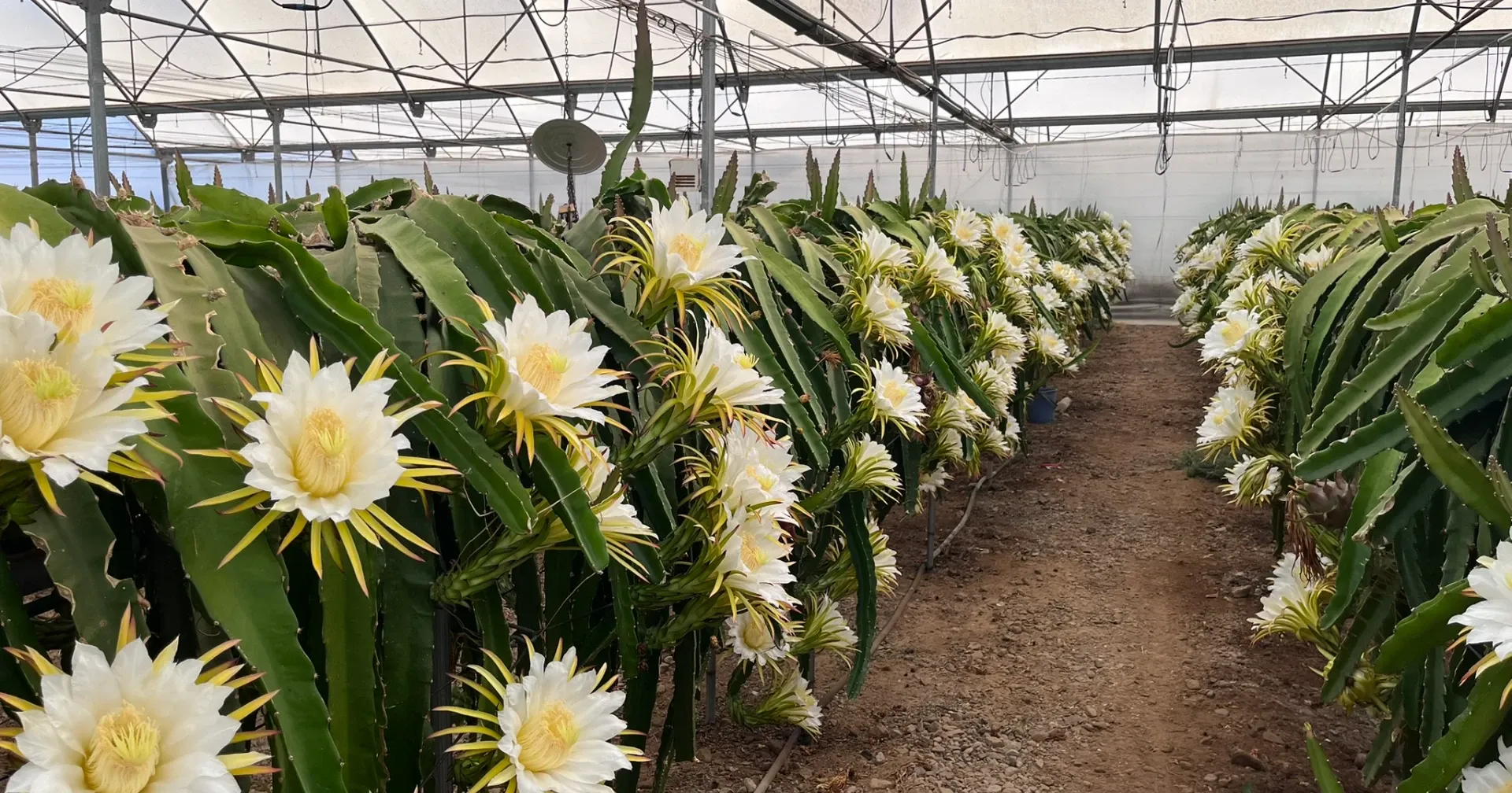 Plantas de pitahaya en flor en un invernadero con estructura metálica.