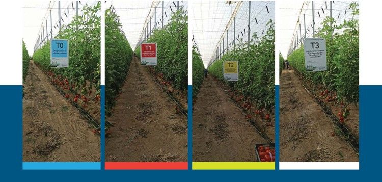 Invernadero de tomate con tres tipos de muestra de cultivo