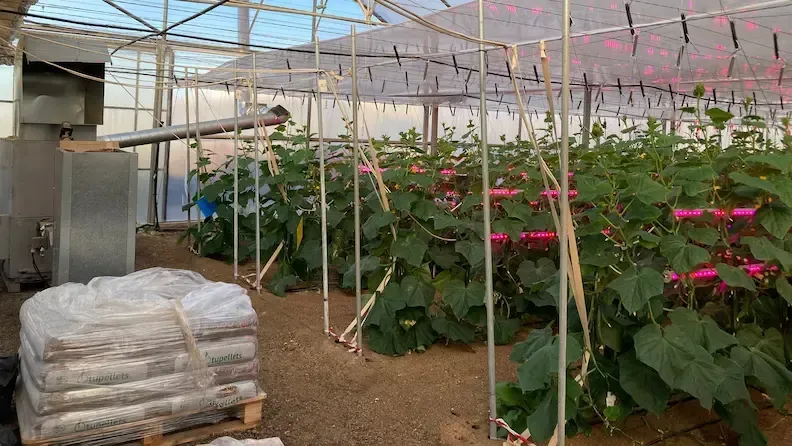 Valorización de biomasa agroforestal mediante peletización y generación térmico-eléctrica por gasificación