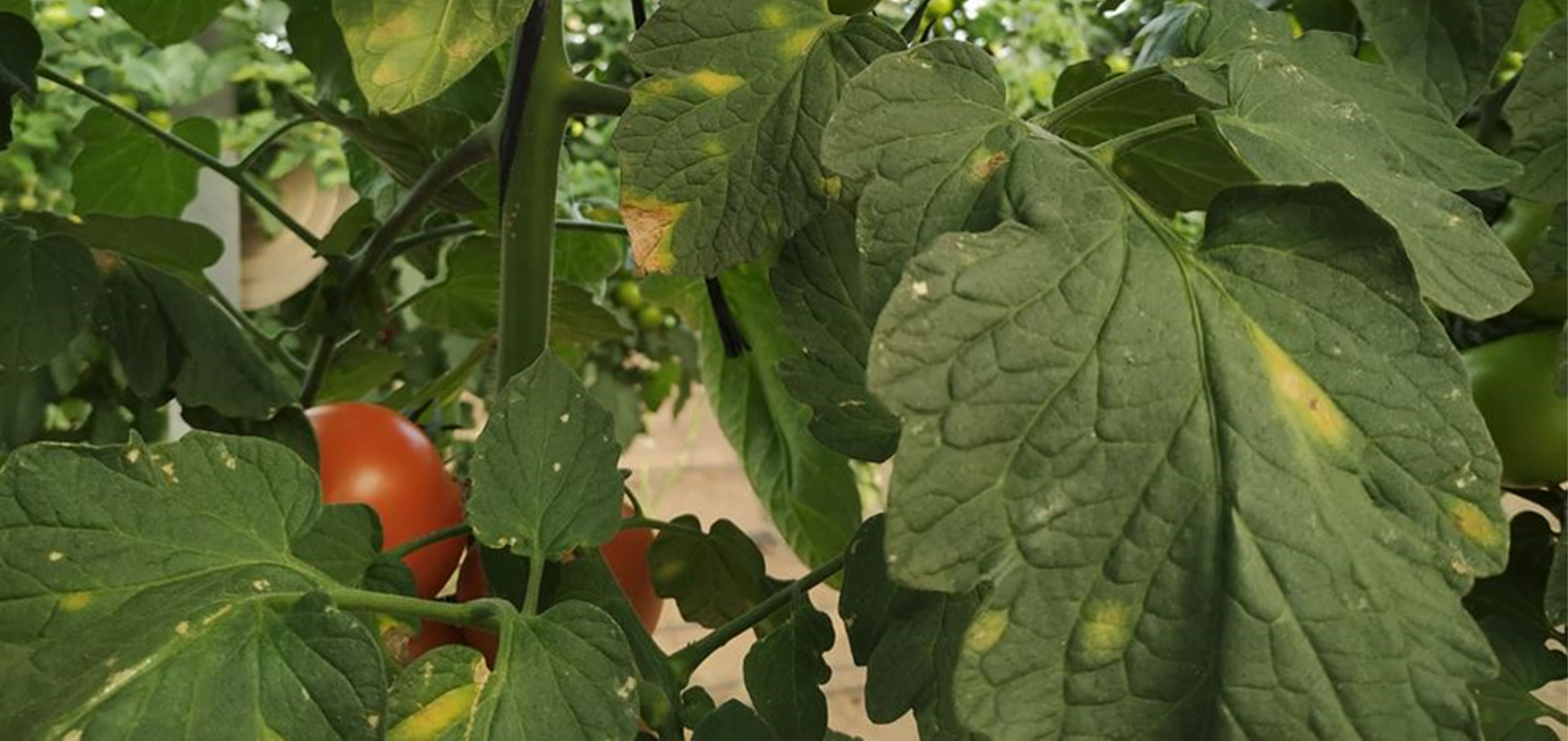 Enfermedades en los cultivos hortícolas 