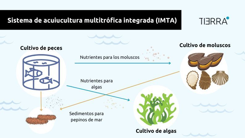 Infografía-acuicultura multitrófica integrada (IMTA).jpg