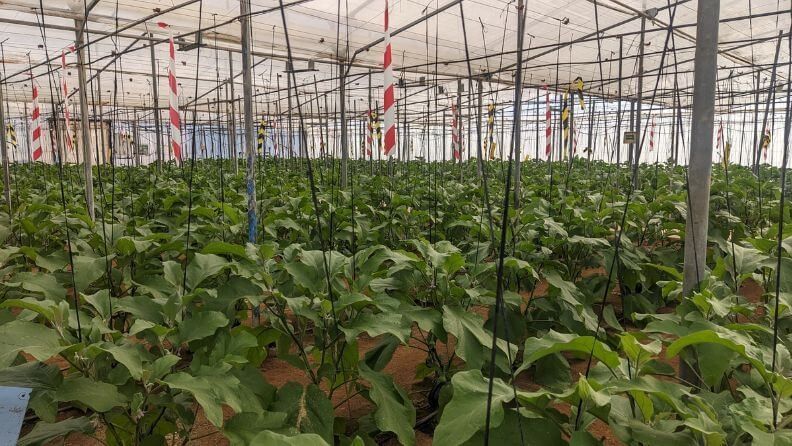 Invernadero berenjena