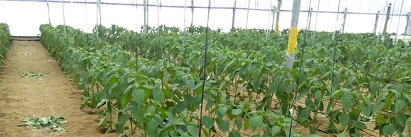 Cultivo de invernadero en el cual se puede integrar tecnologías sostenibles de cultivo