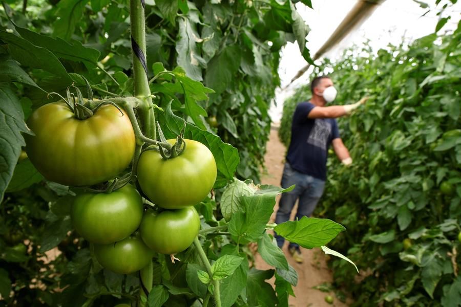 Invernadero de tomate en Almería