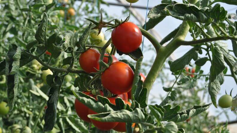 Planta de tomate en el interior de un invernadero de Almería. Tecnología de invernaderos