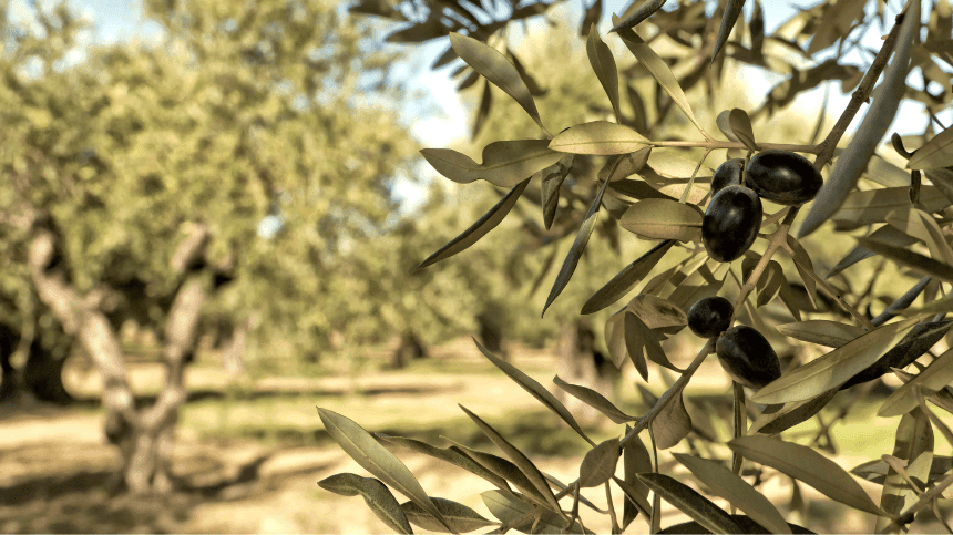 Primer plano de unas aceitunas negras maduras en una rama de olivo, con hojas verdes y plateadas, en un olivar iluminado por luz natural y fondo desenfocado.