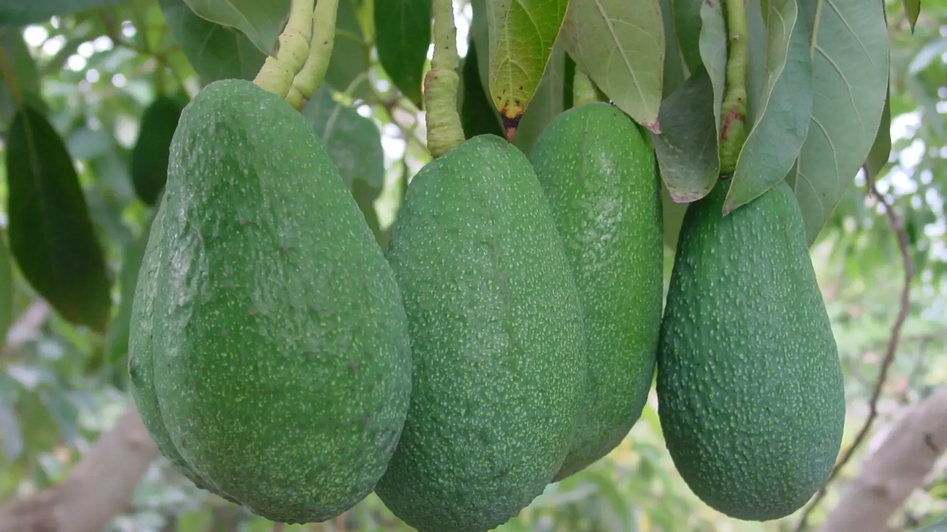 Cultivo de aguacate.