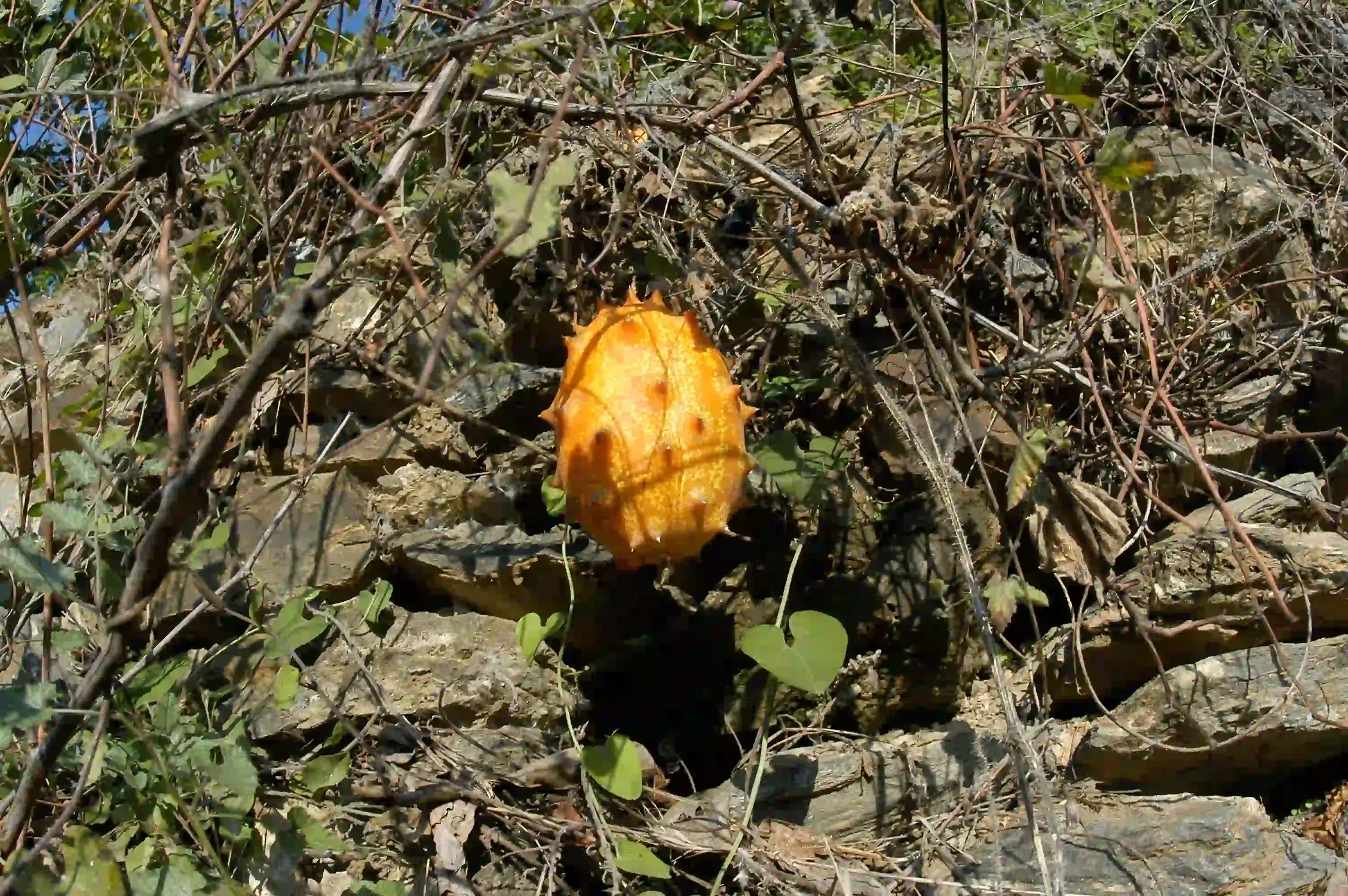 Kiwano o pepino africano-3.webp
