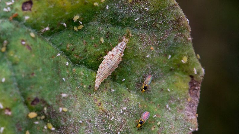Larva de Crisoperla carnea depredando en un foco de pulgón (Aphis gossypii)
