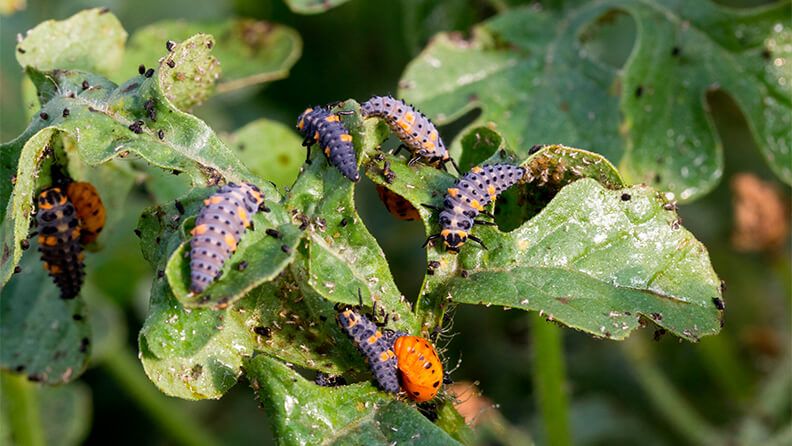 Larvas y pupa de la mariquita de 7 puntos (Coccinella septempunctata).