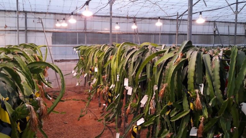 Cultivo de pitaya en invernadero y sistema de luz artificial