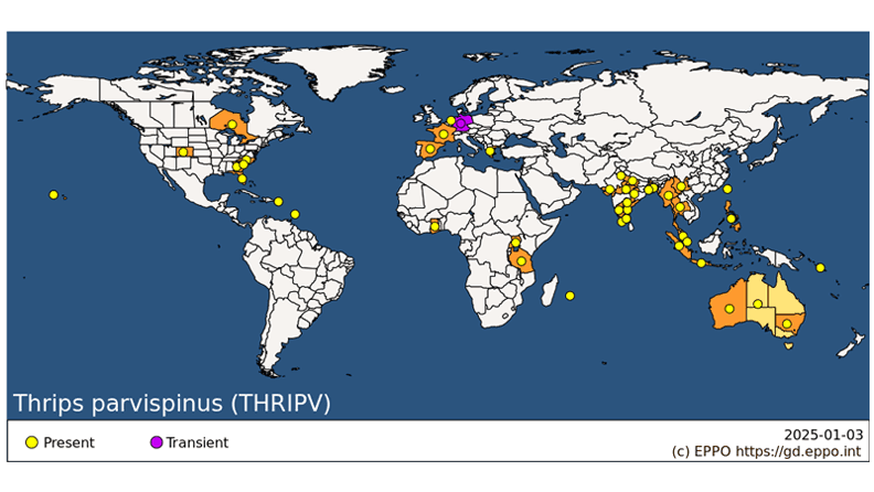 Distribución mundial del Thrips parvispinus (diciembre de 2024)